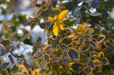 Close-up of yellow flowers