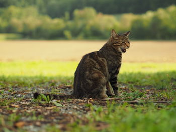 Cat sitting on field