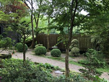 Trees in garden