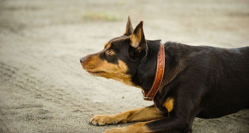 Close-up of dog