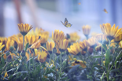 Bee pollinating on yellow flower