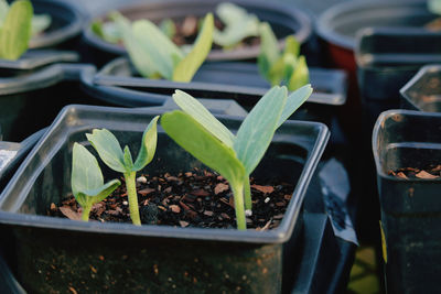 Close-up of potted plant