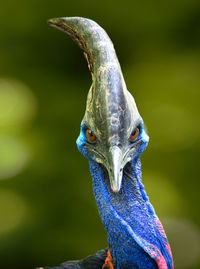 Close-up of cassowary
