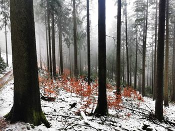 Trees in forest during winter