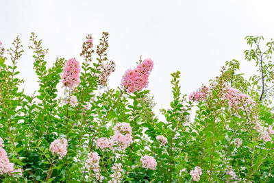 Close-up of pink flowers blooming against clear sky