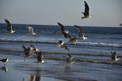 Seagulls flying at sea shore