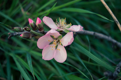 Close-up of pink flowering plant