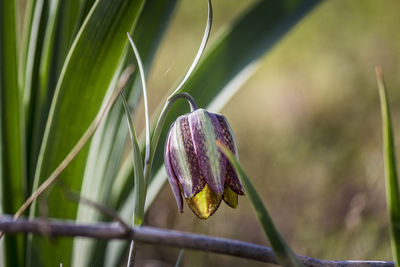 Close-up of purple flowering plant