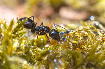 Close-up of ant pollinating on flower