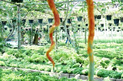 Trees growing in forest