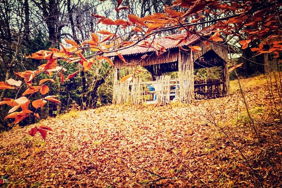 autumn, tree, change, built structure, architecture, season, leaf, dry, nature, tranquility, orange color, building exterior, fallen, growth, field, bare tree, tranquil scene, day, outdoors, branch