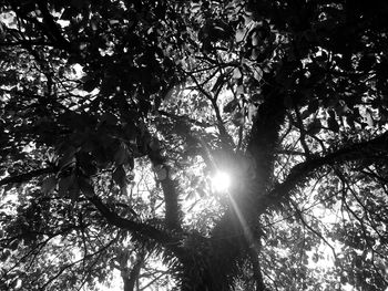 Low angle view of trees in forest