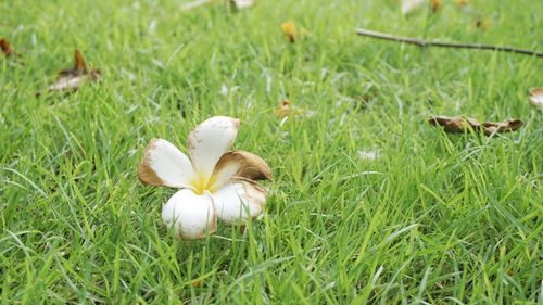 Close-up of white flowers blooming on field