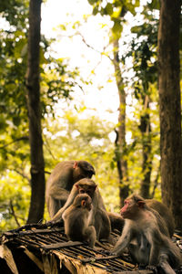 Monkey sitting on tree trunk