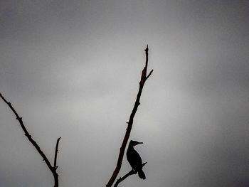 Low angle view of bare tree against sky