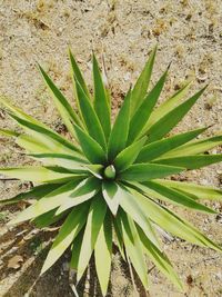 Close-up of plant