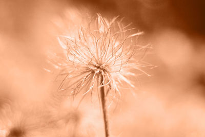 Close-up of dandelion