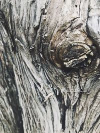 Full frame shot of tree trunk