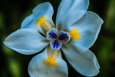 Close-up of iris blooming outdoors
