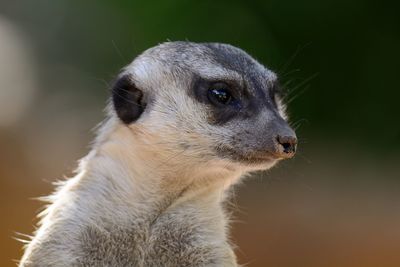 Close-up of meerkat