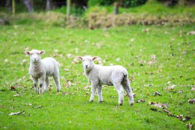 View of sheep on field