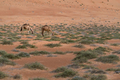 Two camels feeding on desert bushes under sand dune in the desert of wahiba sands, oman. 