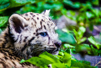 Snow leopard cub on field