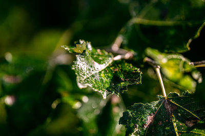 Close-up of water drops on plant