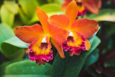 Close-up of purple flowering plant