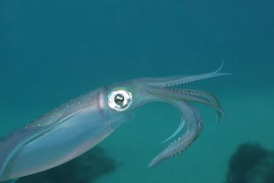 Close-up of squid swimming in sea