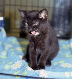 Close-up of kitten sitting at home