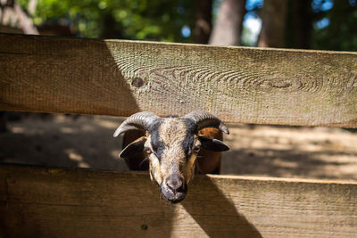 Close-up of cow on wood