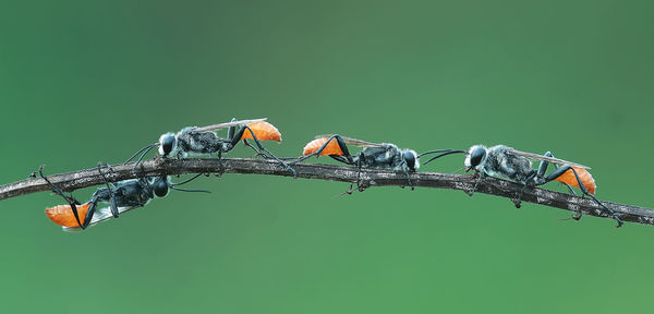 Low angle view of bird perching on branch