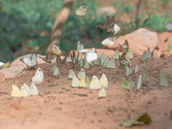 Close-up of birds on field
