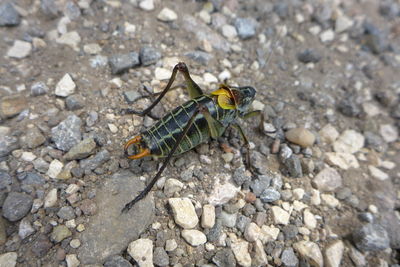 High angle view of insect on rock