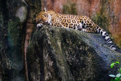Full length of a cat resting on rock