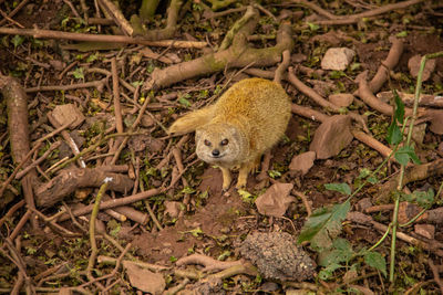 Portrait of lizard in the forest