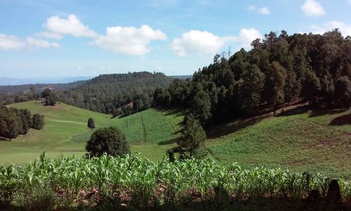 Scenic view of agricultural field against sky