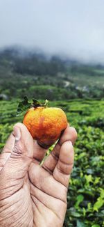 Close-up of hand holding orange