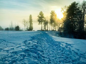 Frozen trees on snow covered landscape