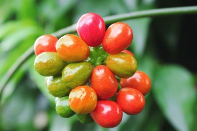 Close-up of cherries growing on plant