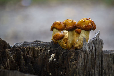 Close-up of mushrooms growing on tree trunk