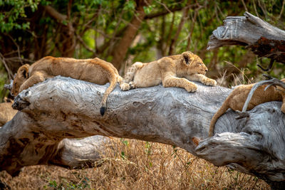 Lioness sitting on field