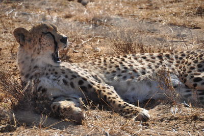 Close-up of giraffe