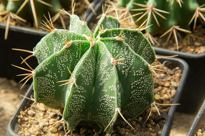 Astrophytum myristigma lem., cactus grows in sand