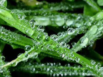 Close-up of raindrops on green leaves