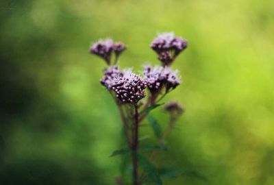 Close-up of purple flowers growing outdoors