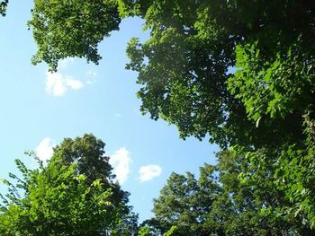 Low angle view of trees against sky