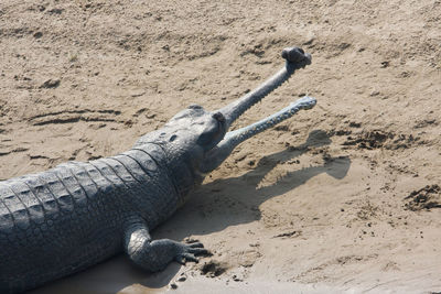 High angle view of lizard on sand