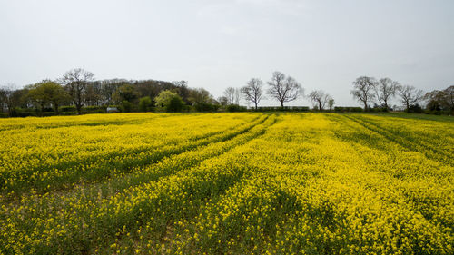 Scenic view of oilseed rape field against sky